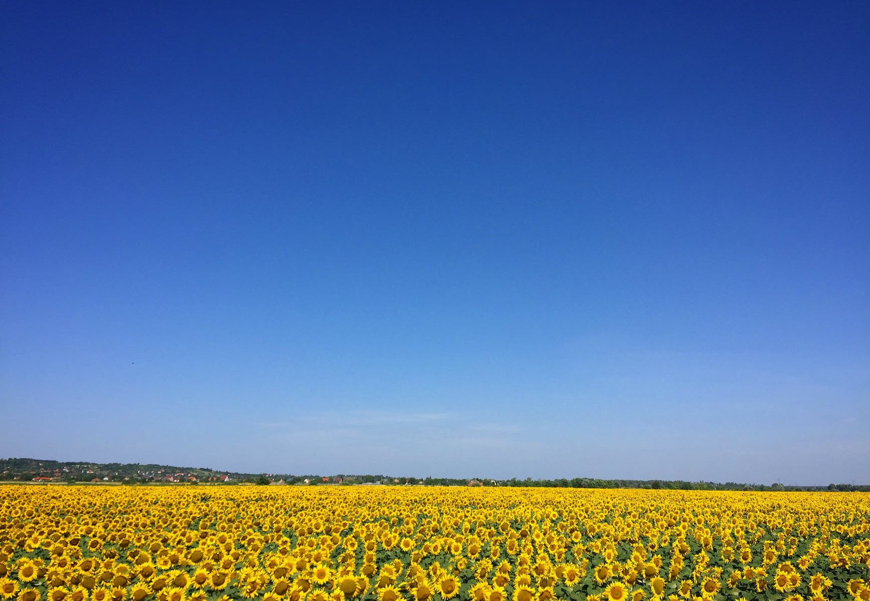 agriculture blooming blossom blue sky