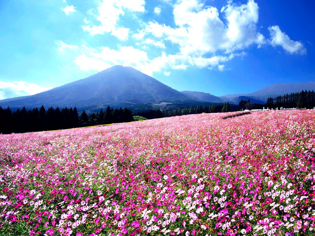 宮崎県 生駒高原(フリー画像)