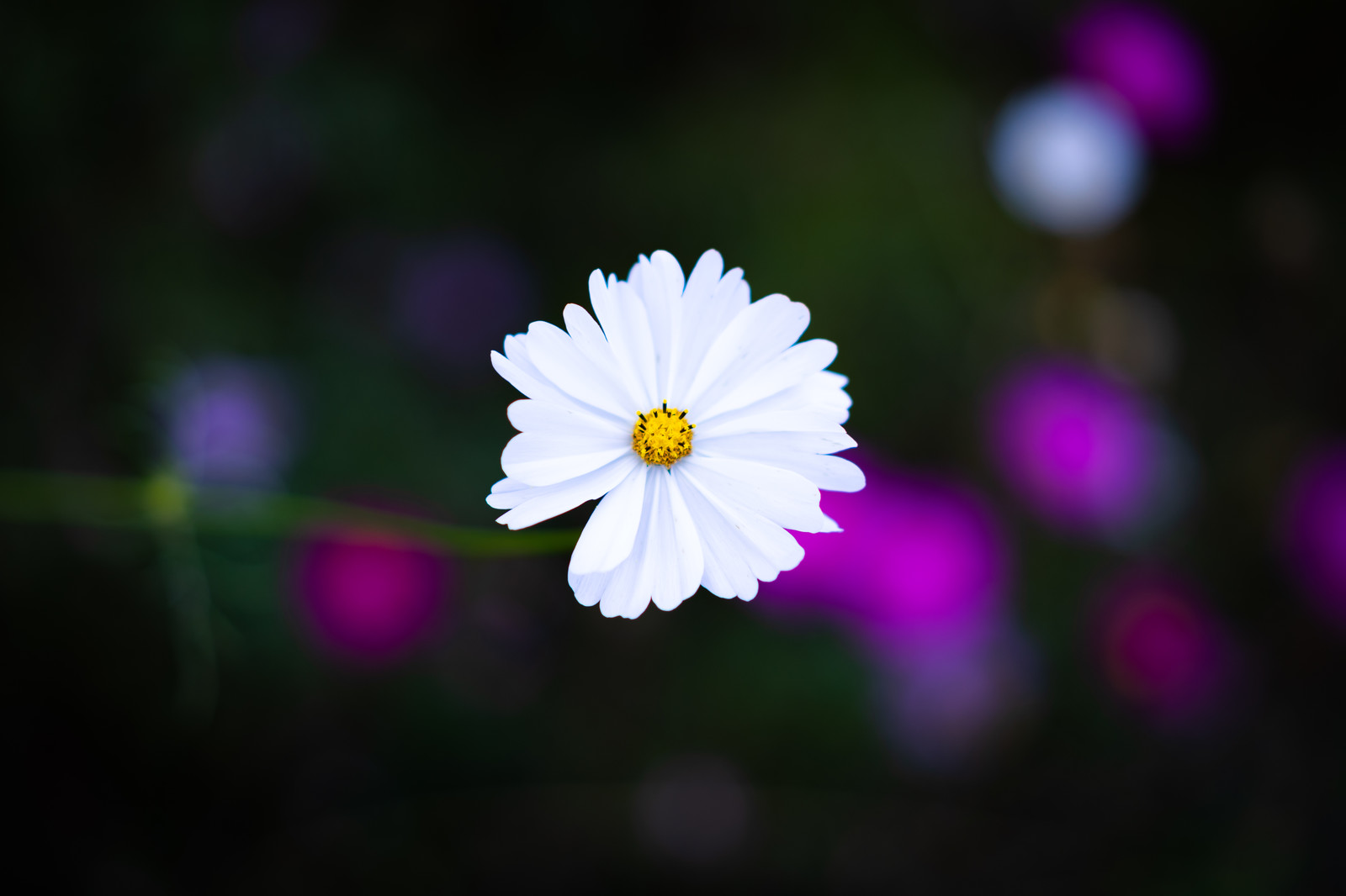 しし穴のダニエル 09 小磯良平 岩井健作 Com