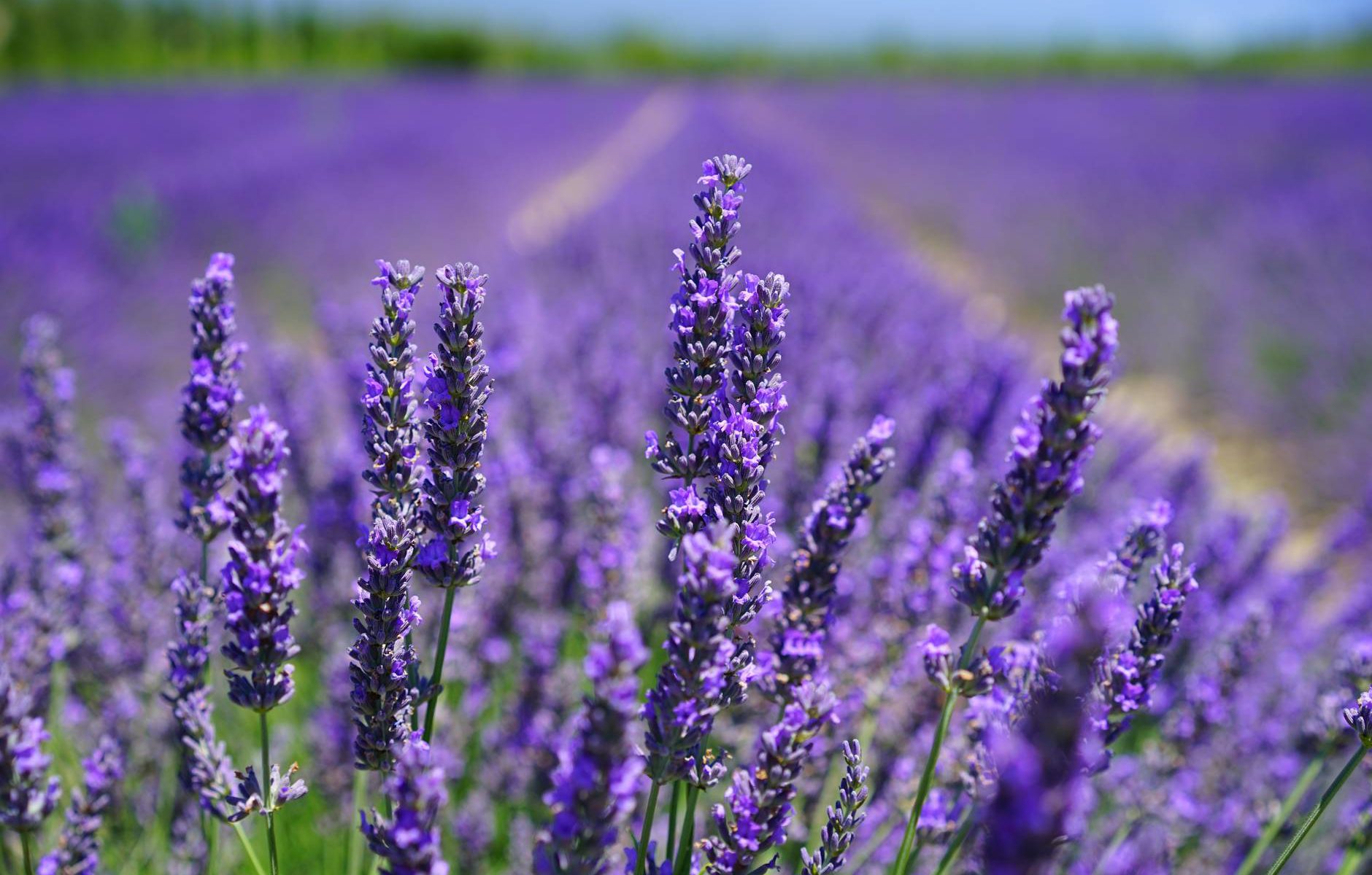 purple petal flowers focus photograph