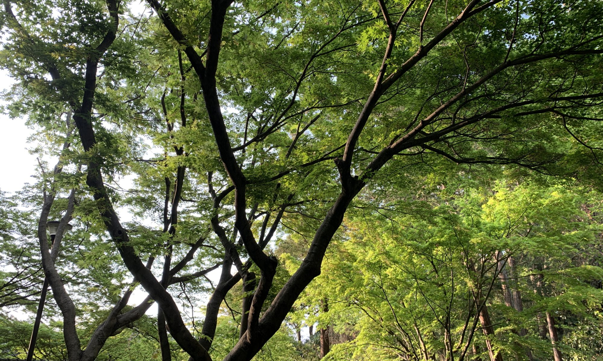 神の息吹 1995 礼拝説教 受難節 震災 岩井健作 Com 神の息吹 1995 礼拝説教 受難節 震災 岩井健作 Com